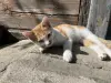 котенок в дар