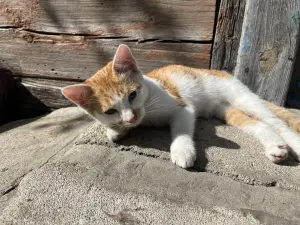 котенок в дар