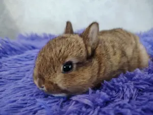 Карликовые кролики.