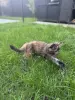 Котенок чистокровный Мейн Кун (девочка)