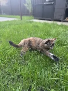 Котенок чистокровный Мейн Кун (девочка)
