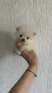 Щенок шпица