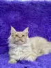 Мейн-Кун котята