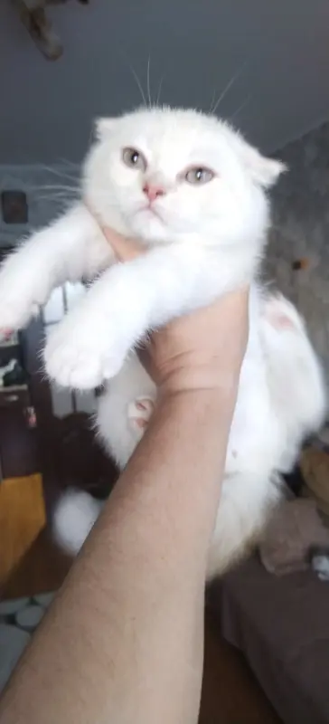 Котенок