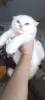 Котенок