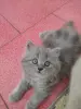 Элитный британский котенок