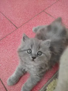 Элитный британский котенок