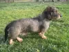 Щенки жесткошерстной таксы