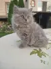 Элитный британский котенок