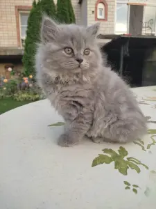 Элитный британский котенок