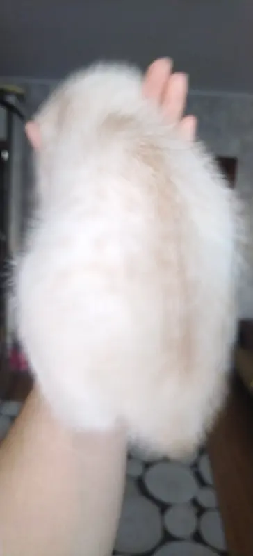 Котенок