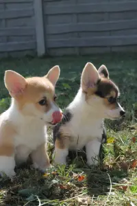 Щенки Вельш корги пемброк