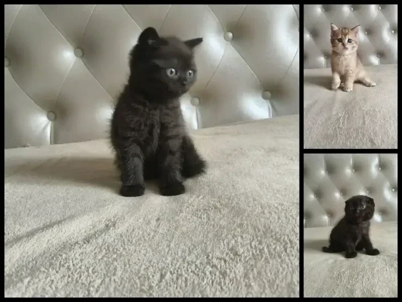 Шотландские котята
