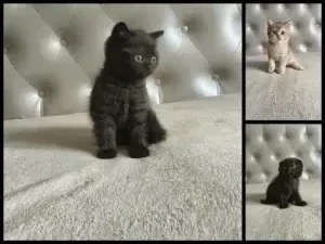 Шотландские котята