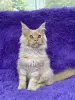 Мейн-Кун котята