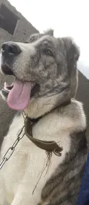 кобель алабая