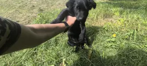 Щенок в добрые руки Бесплатно