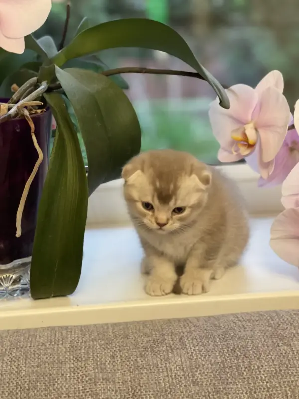 Котята шотландцы