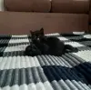 Британские котята редкого окраса