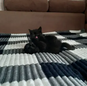 Британские котята редкого окраса