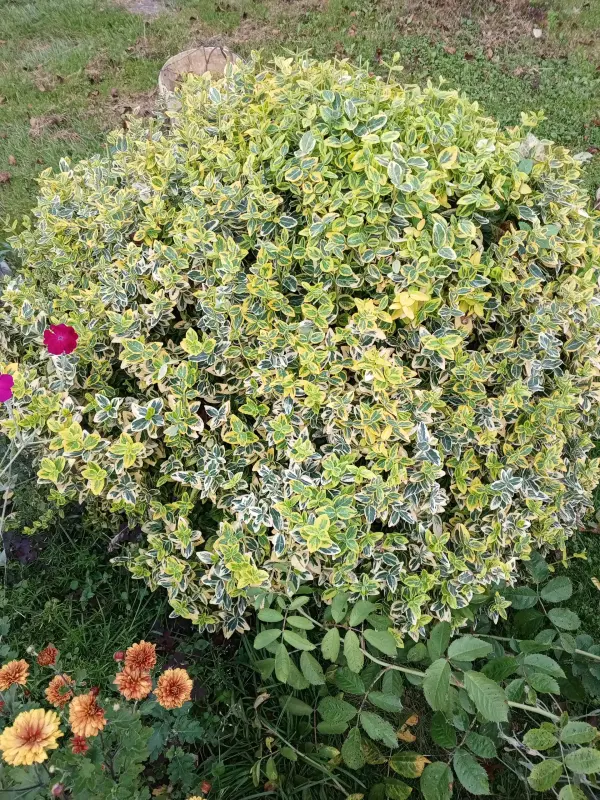 Хвойные, кустарники, лилейники