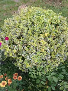 Хвойные, кустарники, лилейники