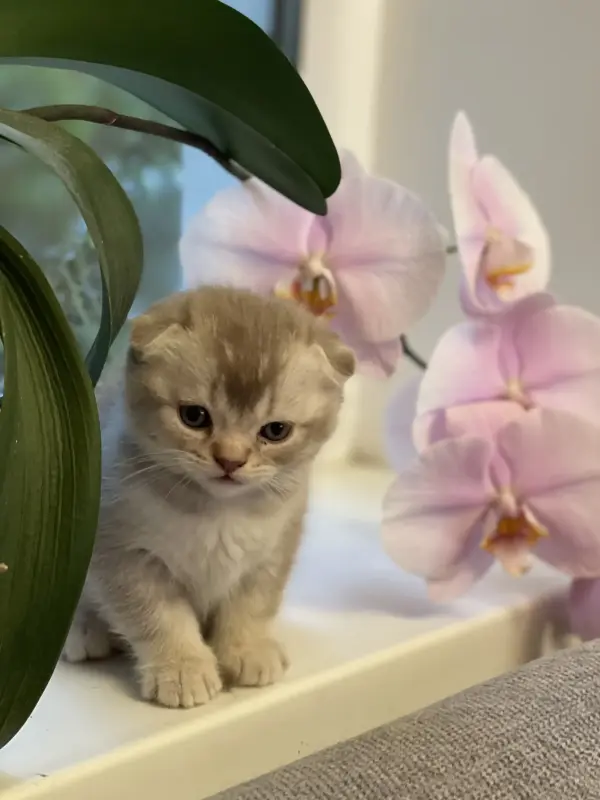 Котята шотландцы