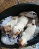 Джек рассел терьеры