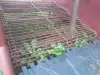 КТН-2 картофелекопалка