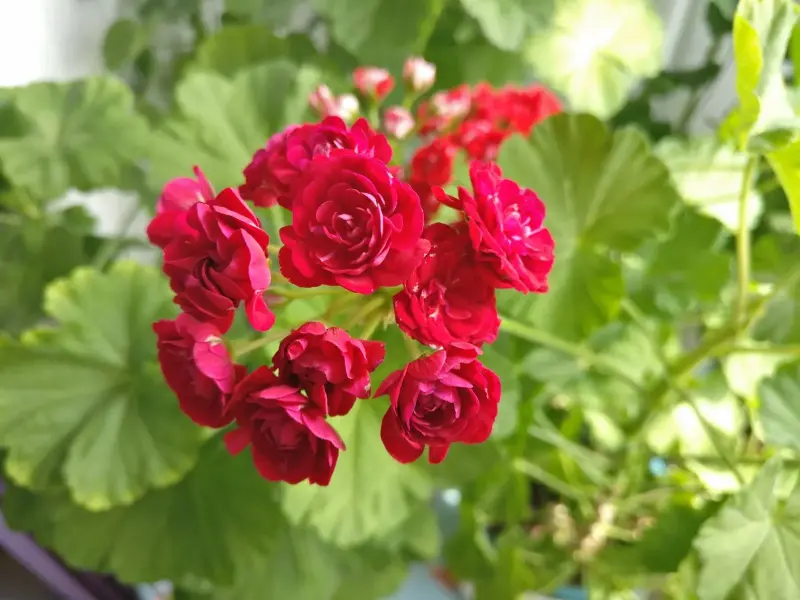 Герань розебудная бордовая,-сорт Monseruds Rosen