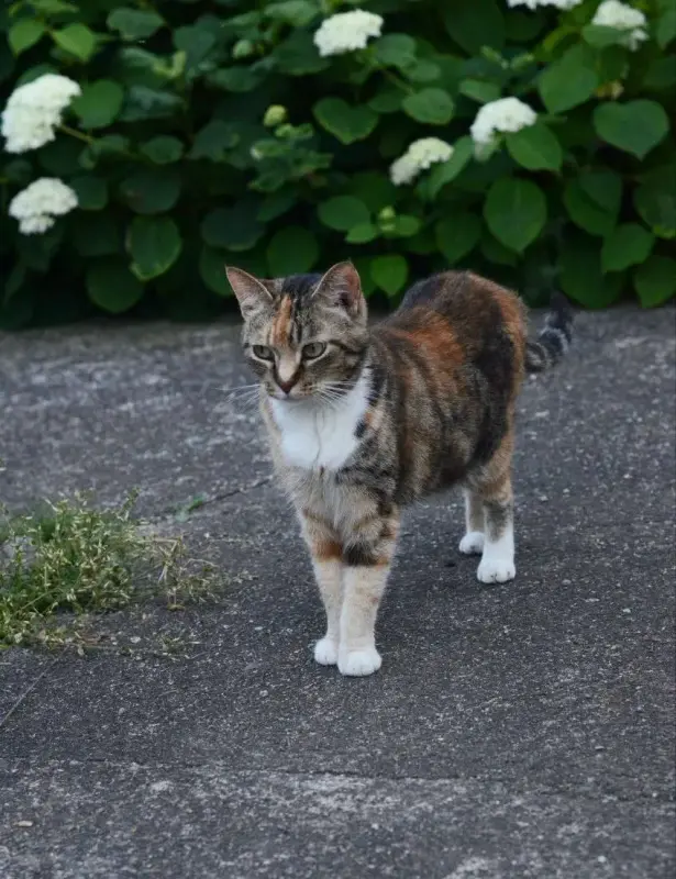 Кошечка ищет дом