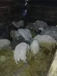 Миша