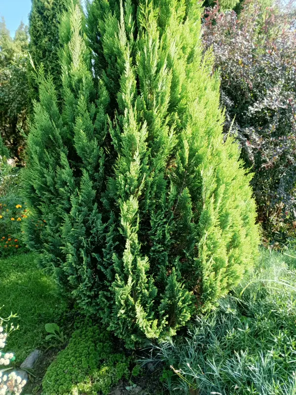 Хвойные, кустарники, лилейники