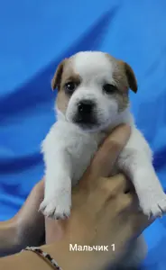 Щенки Джек Рассел терьера