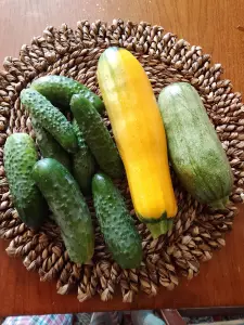 Огурцы и кабачки домашние,грунтовые.