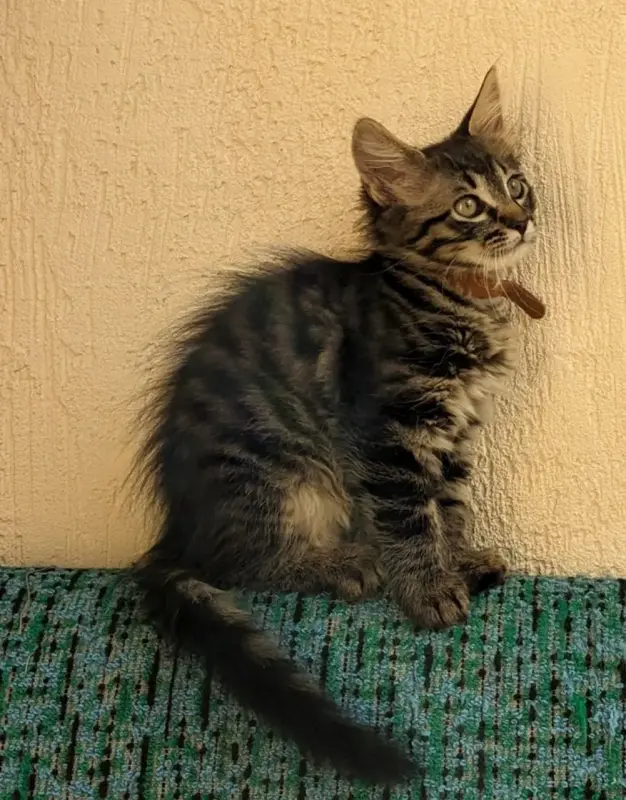 котята