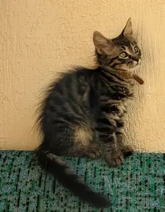 котята