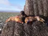 Щенки жесткошерстной таксы