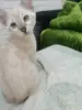 Бенгальская девочка