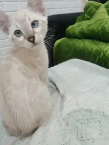Бенгальская девочка