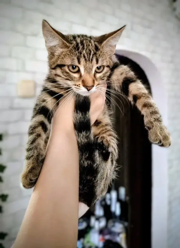 котенок