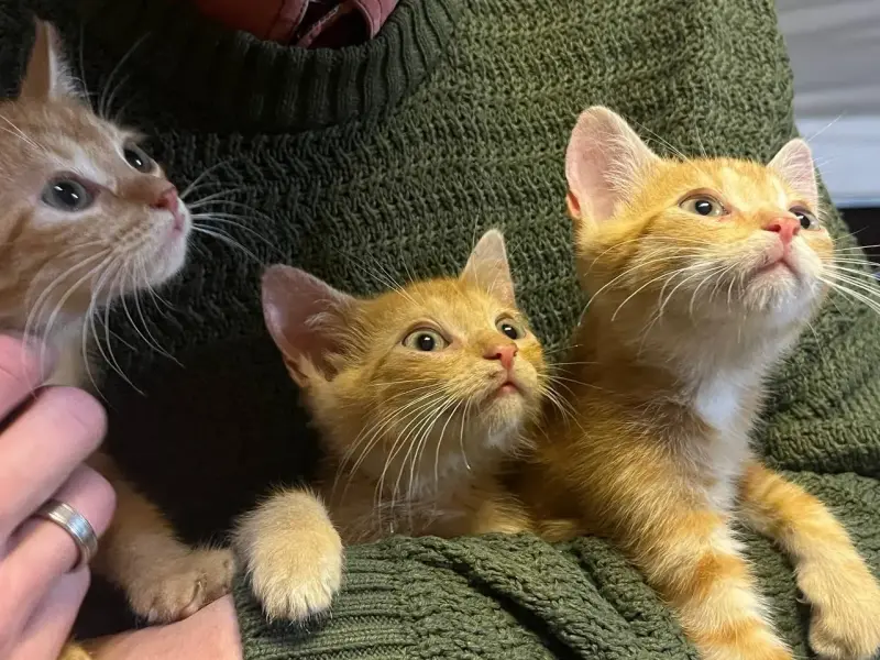 котята в дар