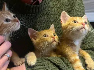 котята в дар