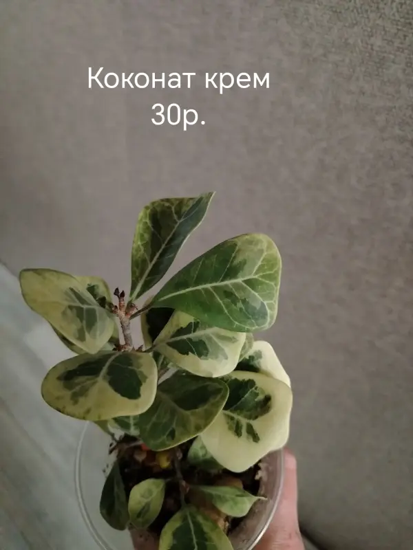 Фикусы сортовые