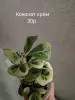 Фикусы сортовые