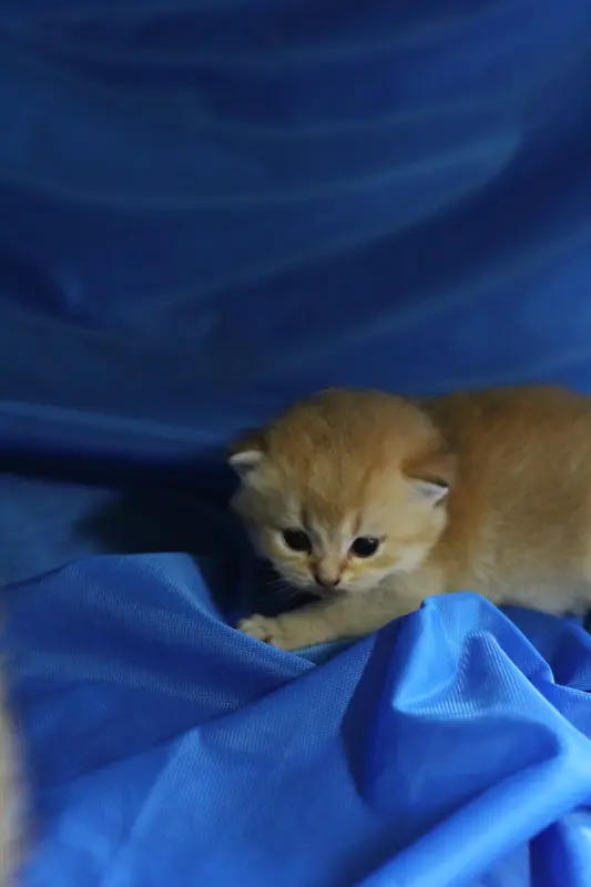 Шотландские котята