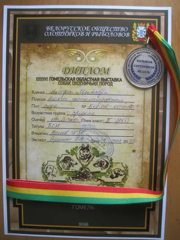 Щенки жесткошерстной таксы