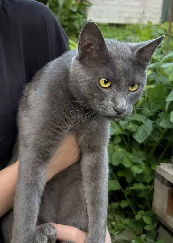Коты в дар
