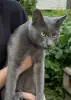 Коты в дар