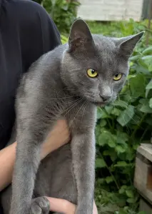 Коты в дар